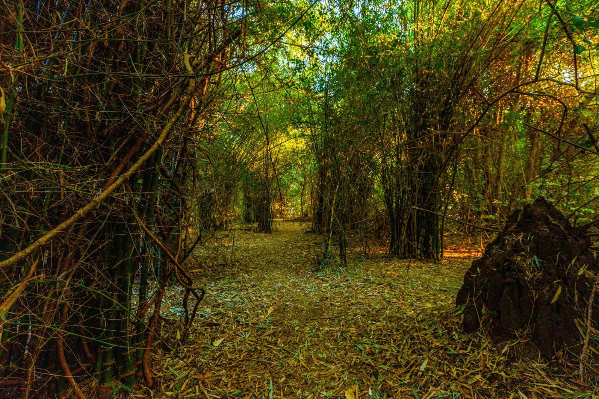 Brook Ville Sasan Gir Esterno foto